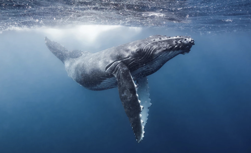 Humpback whale swims