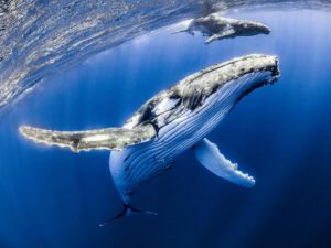 Whale Swims and Humpback Whale Watching in Coffs Harbour