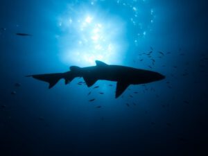 2nd October 2019 – Certified PADI Open Water Divers