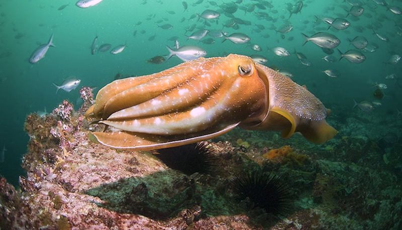 giant cuttlefish