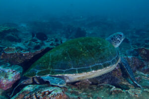 1st May 2021 – Green Sea Turtles at South Solitary Island