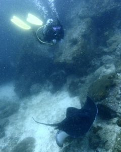 7th November 2021 – Rays and Sharks swim with Divers