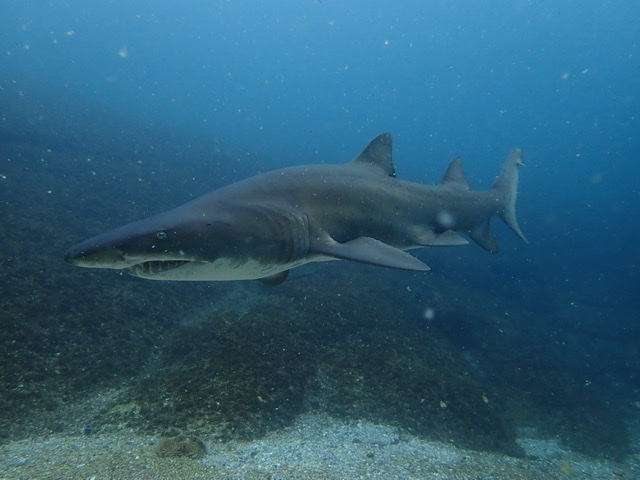 Grey Nurse Shark South Solitary Island