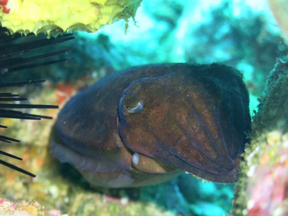 Cuttle Fish Split Solitary