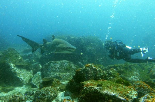 Grey Nurse Shark and Diver at South Solitary Island