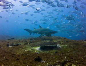 8th December 2019 – Discover Scuba Divers mix with Grey Nurse Sharks