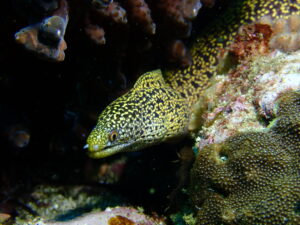 Sunday 14th – Another Incredible Day of Diving