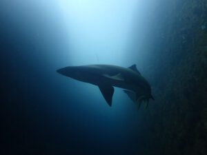 17th October 2021 – Sharks Galore at South Solitary Island
