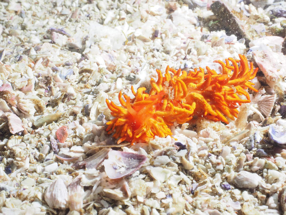 Little Orange Nudibranch (N Fripp Jan 2020)