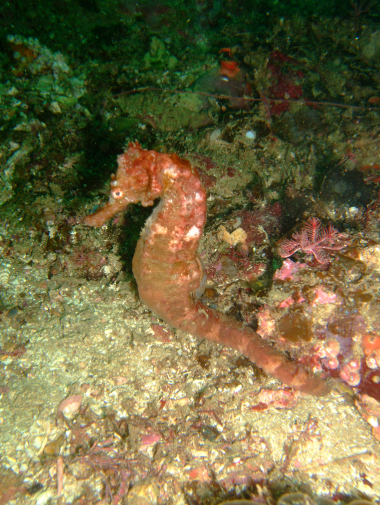 Seahorse with sandy bottom below
