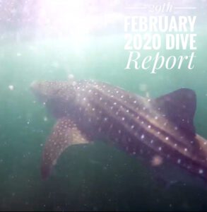 29th February 2020 – Leap Day Whale Shark