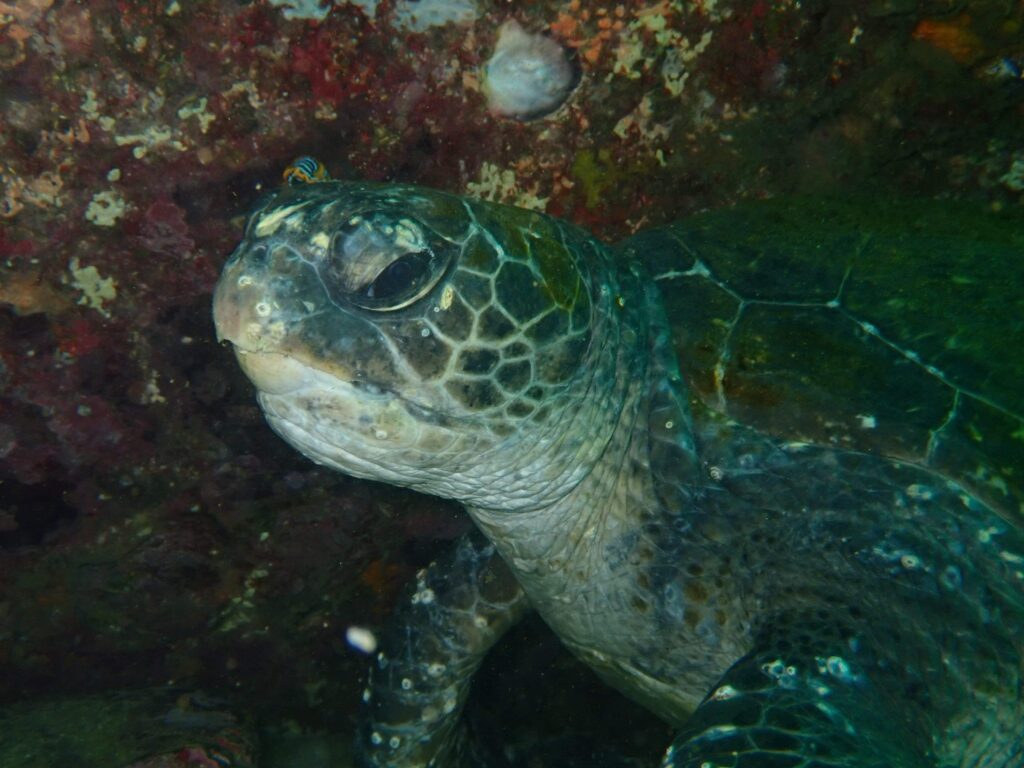Green Sea Turtle (L Devery Feb 2020)