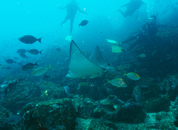 Eagle Ray and Divers