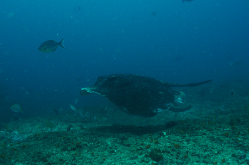 Bull Ray at cleaner station (D Davey April 2020)
