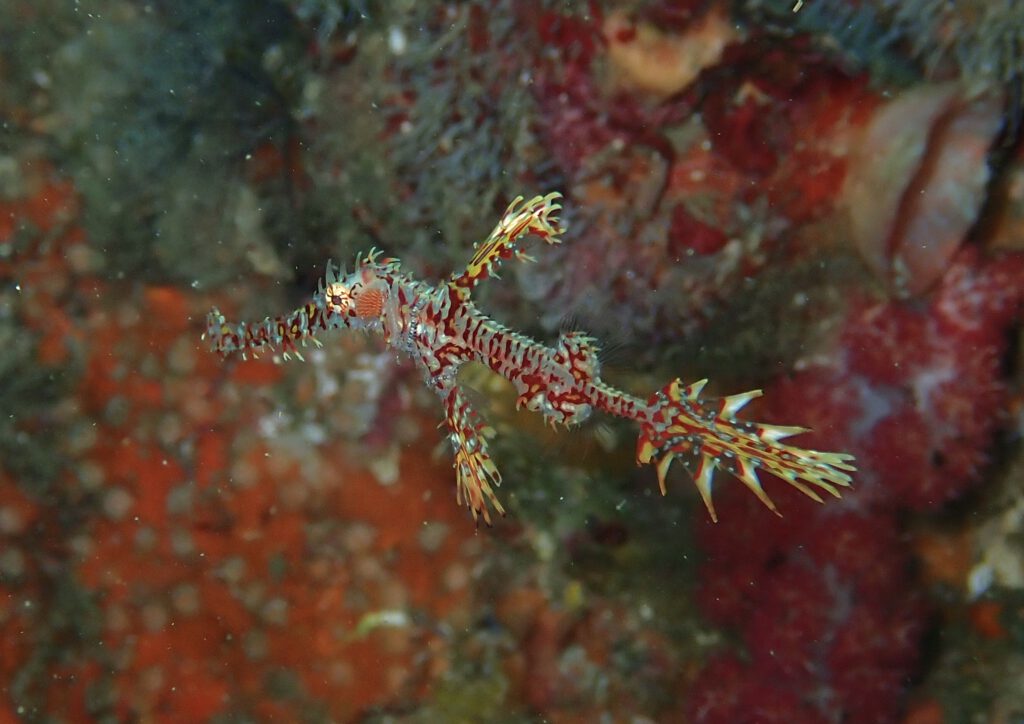 Ghost Pipefish at South Solitary