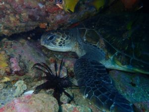 30th May 2020 – Diving at Split Solitary Island