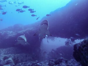 30th June 2020 – Shark Teeth Tuesday