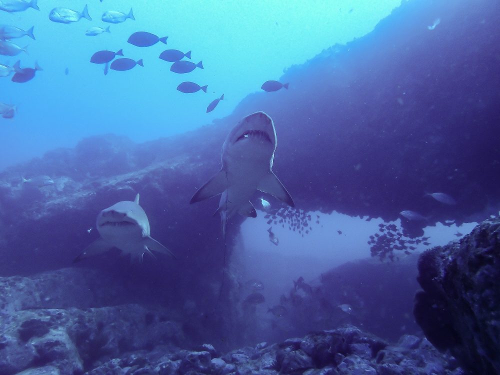 Grey Nurse Sharks at Manta Arch