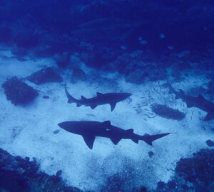 3RD jANUARY 2026 – sENSATIONAL sUMMER sATURDAYS