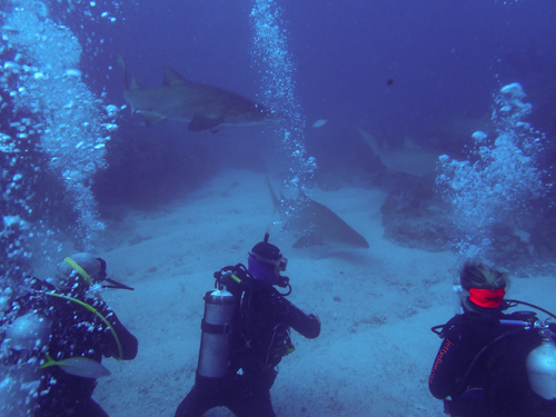 Grey Nurse Shark and divers (L Devery July 2020)