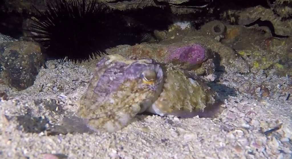 Cuttlefish on sandy bottom at Shark Gutters 