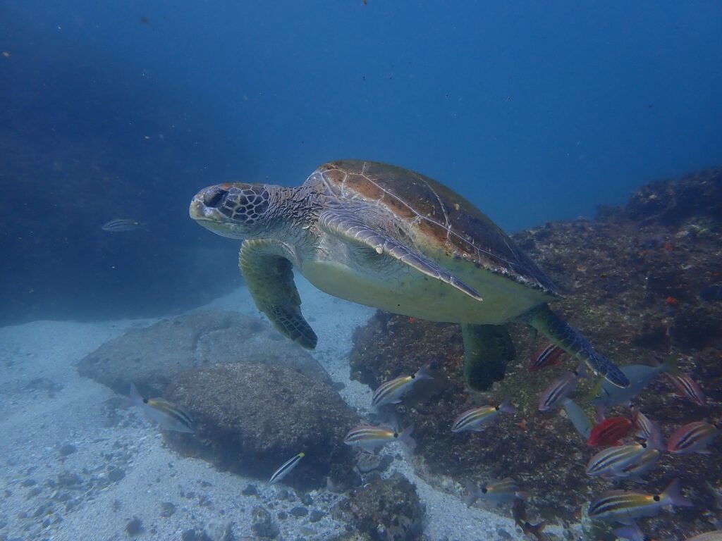 Green Sea Turtle in the gap of a gutter with blue seas and sandy bottom behind it South Solitary Island