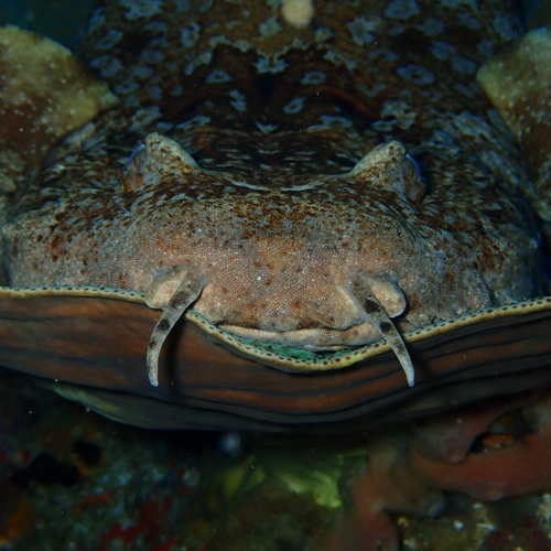 Wobbegong in Plate Coral