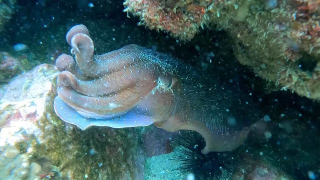 Cuttlefish at Gantry Cassie Windows 13-10-2020