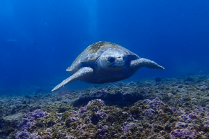 22nd October 2020 – Turtles Galore at South Solitary Island