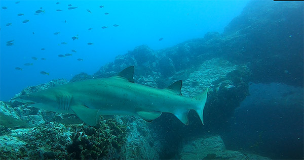 Grey Nurse Shark at Manta Arch