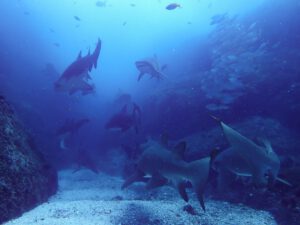 20th July 2024 – Grey Nurse Shark Galore