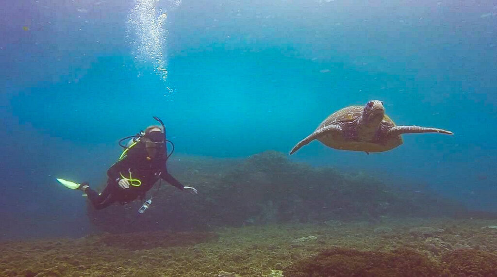 Diver and Turtle at The Gantry