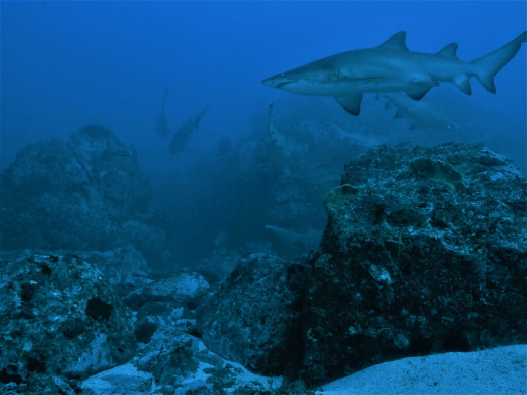 Grey Nurse Shark at Manta Arch