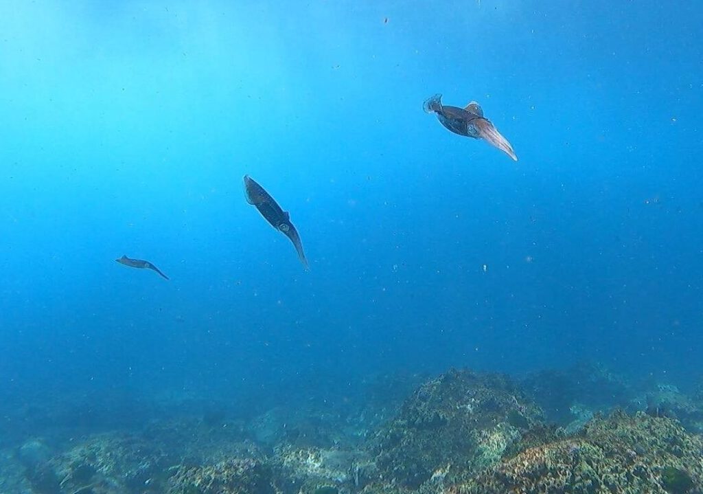 Squids in blue water