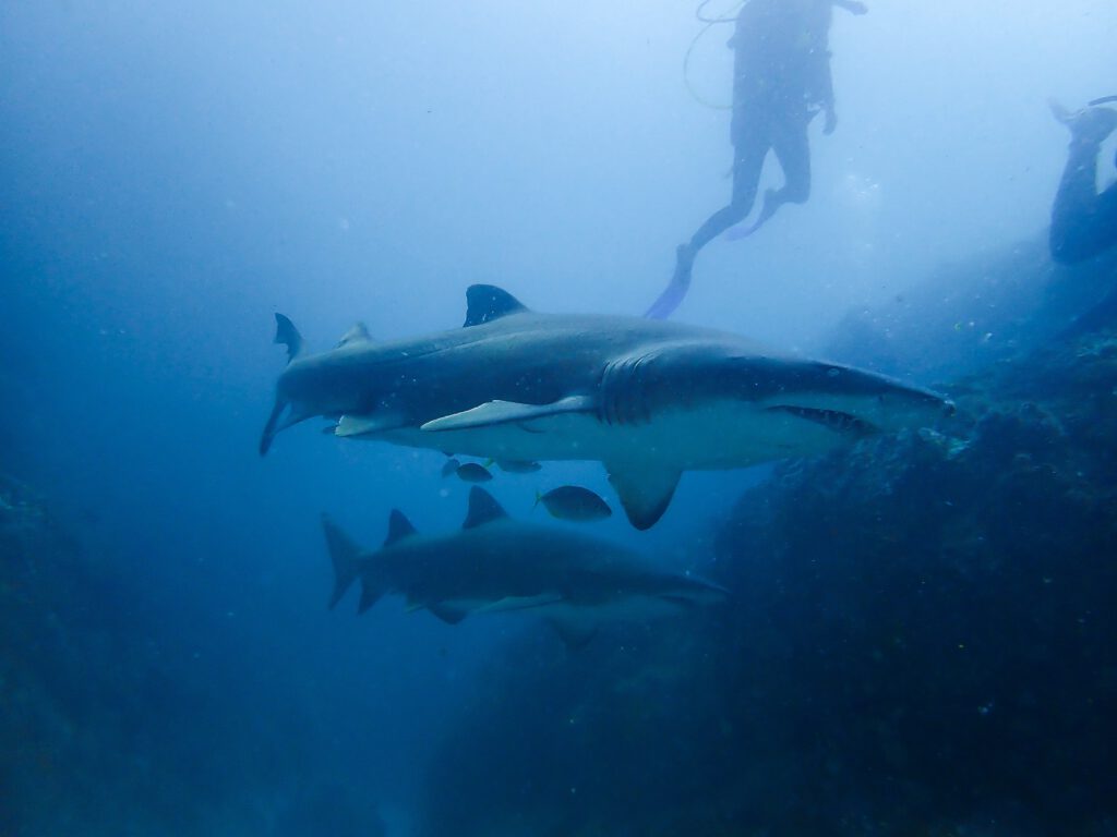 Grey Nurse Sharks in Back Gutter with diver in background