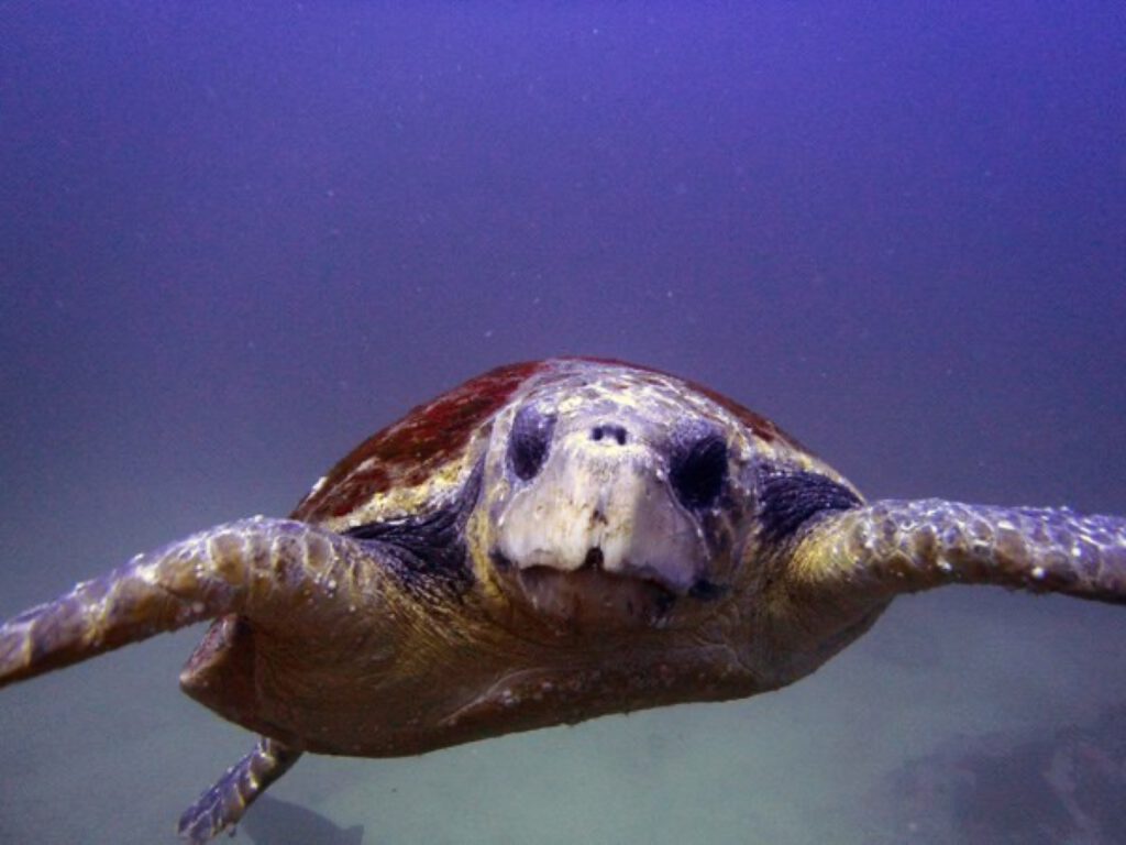 Barney the Loggerhead turtle in mid water