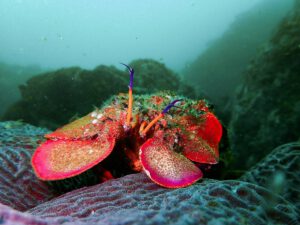 21st December 2020 – Amazing fish life at South Solitary!