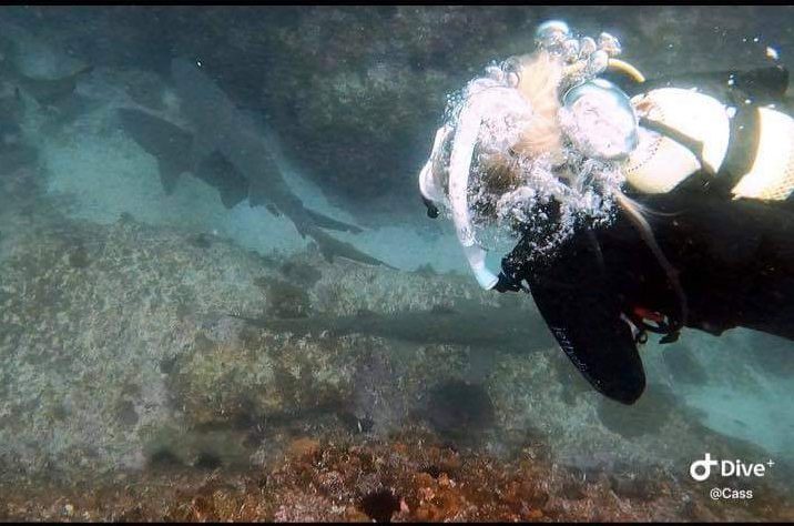 Grey nurse sharks in gutters and diver Tara