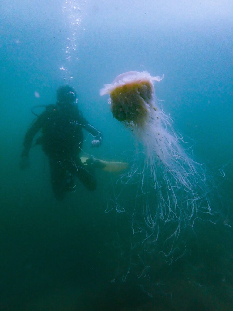 jellyfish and diver