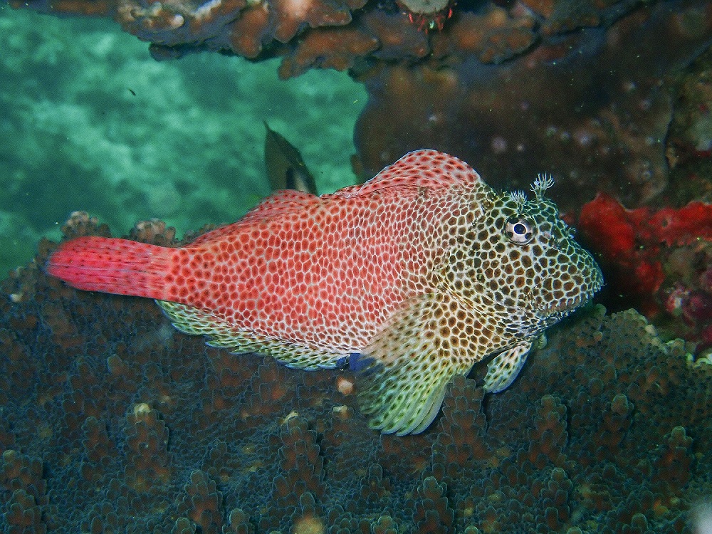 Leopard Blenny North Solitary island