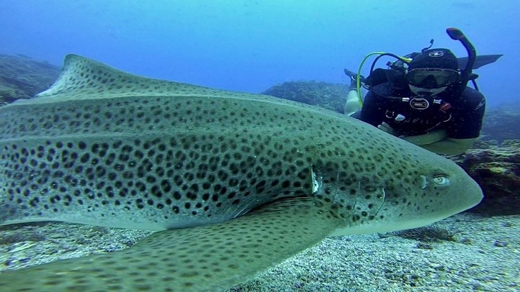 Leopard Shark and Diver (n Fripp January 2021)