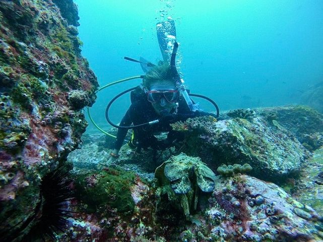 Slipper Lobster with Diver at South Solitary 