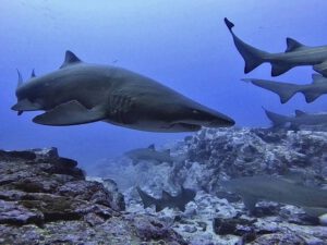 12 February 2021 – Manta Arch Packed with Grey Nurse Sharks