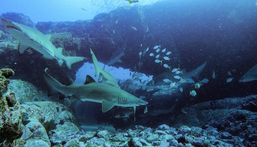 Grey Nurse Sharks at Manta Arch South Solitary
