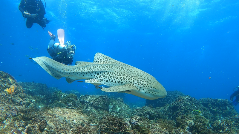 Leopard Shark with divers