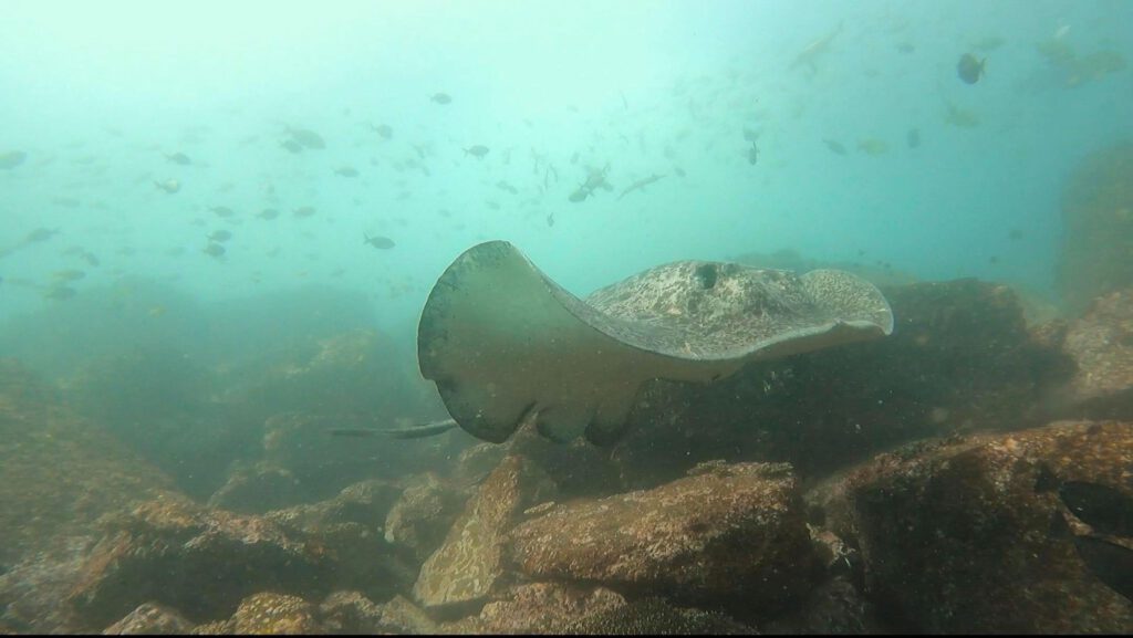 Blotched Fantail Ray
