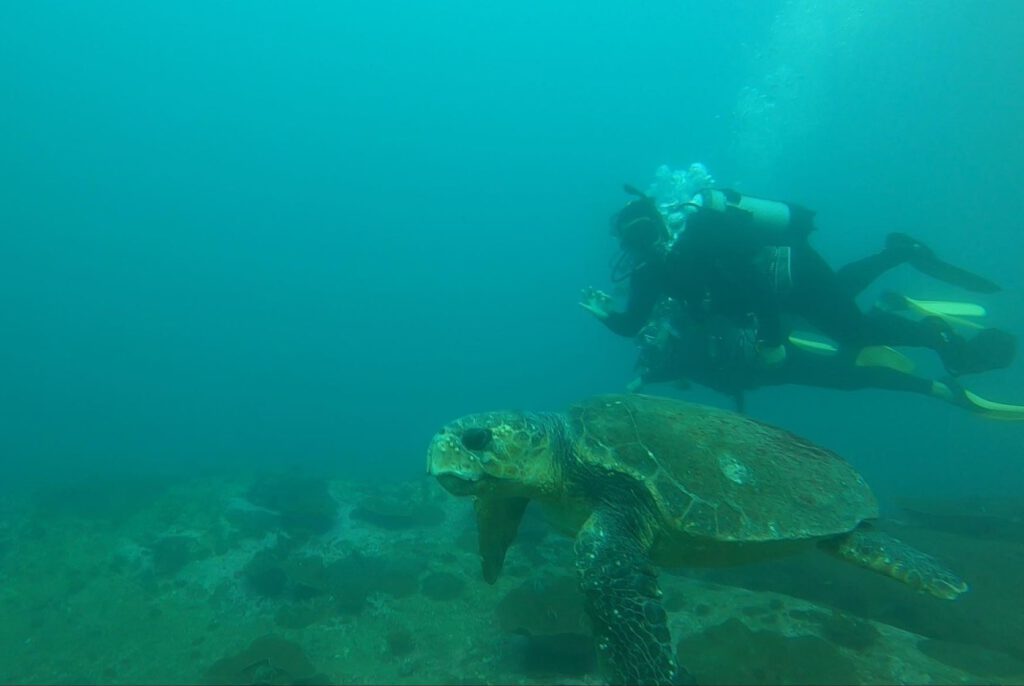 Loggerhead turtle and divers