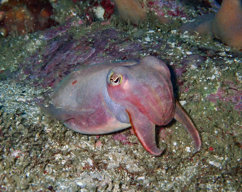 Cuttlefish at Manta Arch, South Solitary island (L Devery August 2021)