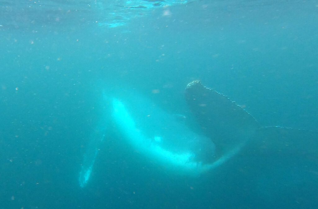 Whale at Start of Dive (S Jessop August 2021)