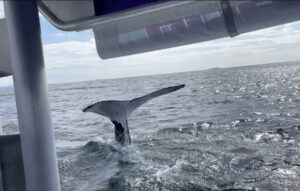 The most whales we have had Mug our boat!